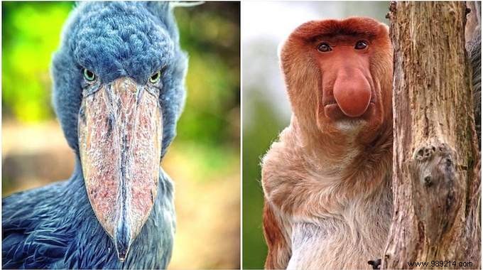 13 Astonishing Real Animals That Look Like They Belong in a Fantasy World