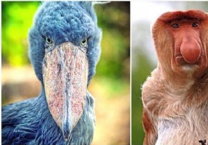 13 Astonishing Real Animals That Look Like They Belong in a Fantasy World