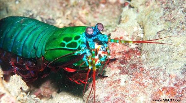 13 Astonishing Real Animals That Look Like They Belong in a Fantasy World