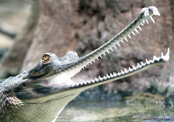 13 Astonishing Real Animals That Look Like They Belong in a Fantasy World