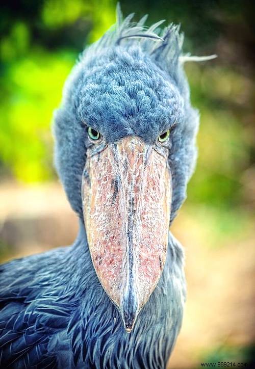 13 Astonishing Real Animals That Look Like They Belong in a Fantasy World