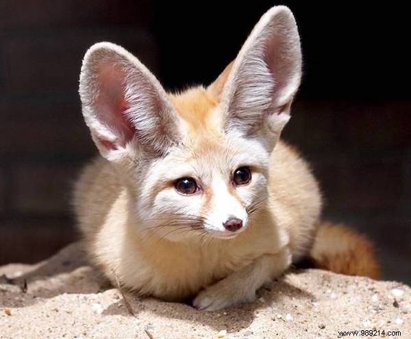 13 Astonishing Real Animals That Look Like They Belong in a Fantasy World