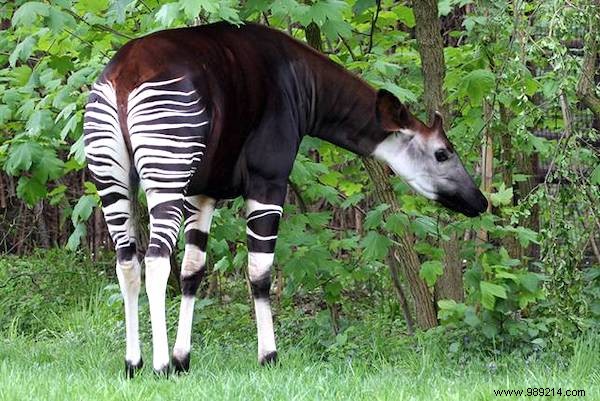 13 Astonishing Real Animals That Look Like They Belong in a Fantasy World
