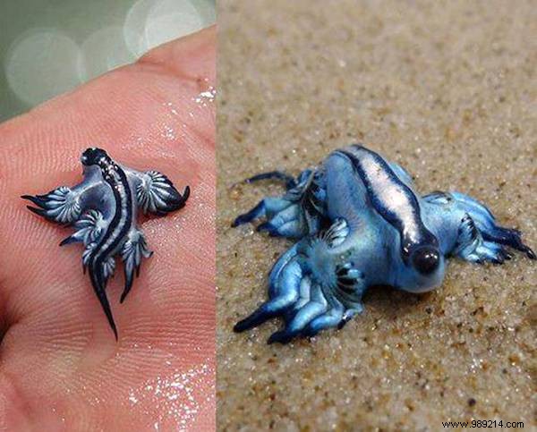 13 Astonishing Real Animals That Look Like They Belong in a Fantasy World