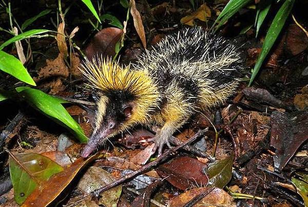 13 Astonishing Real Animals That Look Like They Belong in a Fantasy World