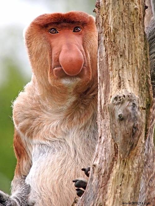 13 Astonishing Real Animals That Look Like They Belong in a Fantasy World