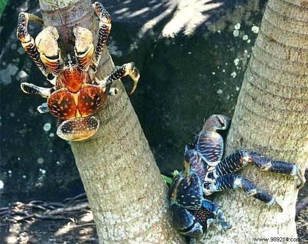 13 Astonishing Real Animals That Look Like They Belong in a Fantasy World