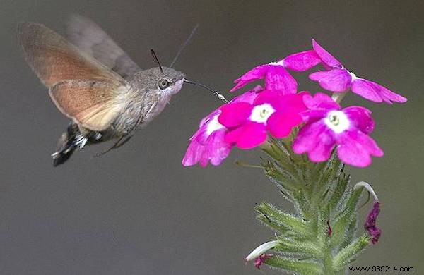 13 Astonishing Real Animals That Look Like They Belong in a Fantasy World