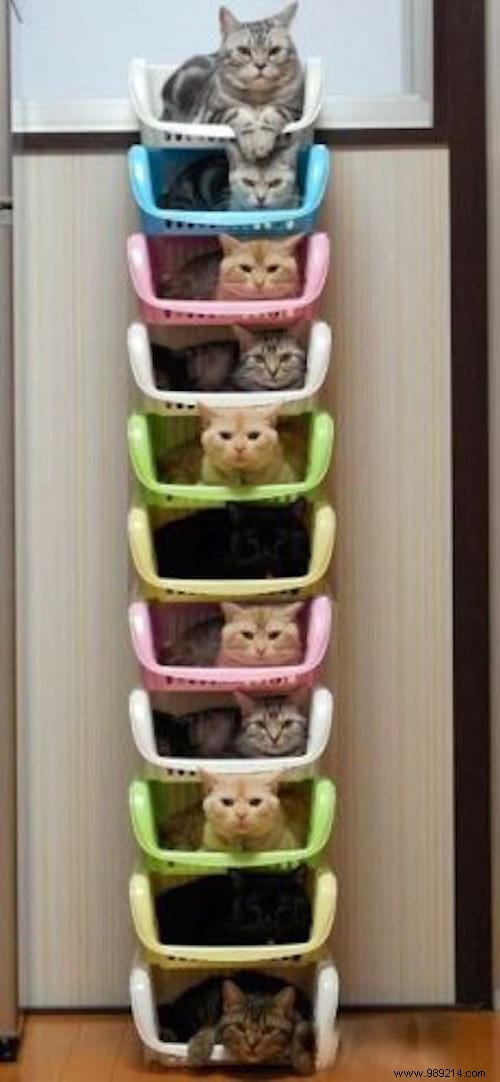 20 Creative Cat Trees Your Cat Will Love: Innovative Designs for Climbing and Play