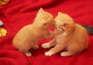 30 Heartwarming Photos of Pets Caught Cuddling – Pure Joy for Animal Lovers