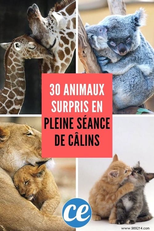 30 Heartwarming Photos of Pets Caught Cuddling – Pure Joy for Animal Lovers