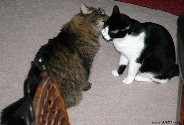 30 Heartwarming Photos of Pets Caught Cuddling – Pure Joy for Animal Lovers