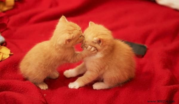 30 Heartwarming Photos of Pets Caught Cuddling – Pure Joy for Animal Lovers