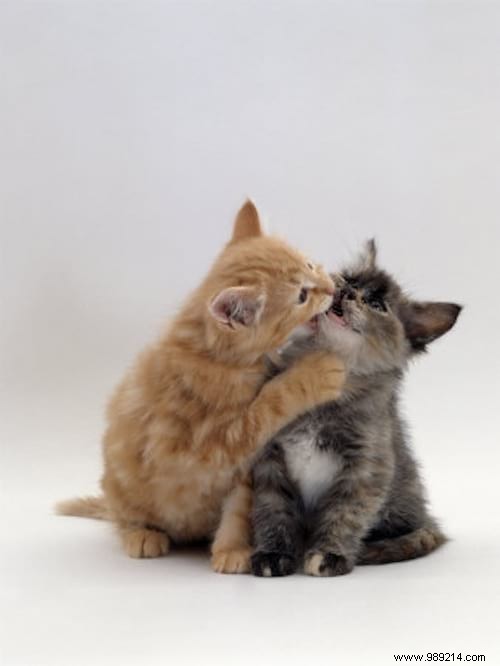 30 Heartwarming Photos of Pets Caught Cuddling – Pure Joy for Animal Lovers