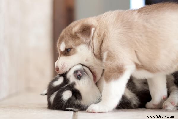30 Heartwarming Photos of Pets Caught Cuddling – Pure Joy for Animal Lovers