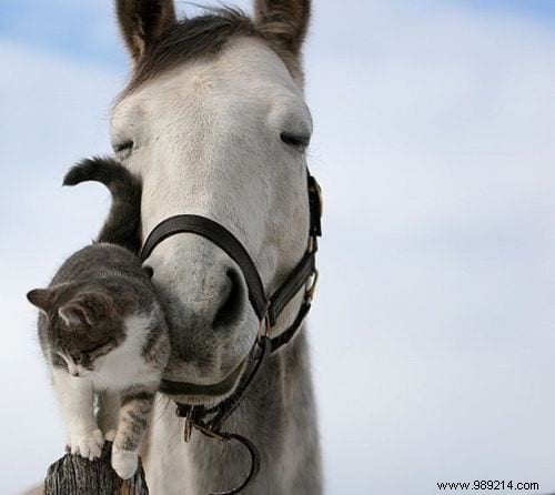 30 Heartwarming Photos of Pets Caught Cuddling – Pure Joy for Animal Lovers