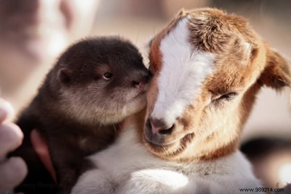 30 Heartwarming Photos of Pets Caught Cuddling – Pure Joy for Animal Lovers