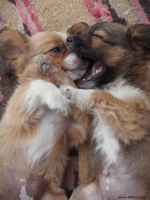 30 Heartwarming Photos of Pets Caught Cuddling – Pure Joy for Animal Lovers