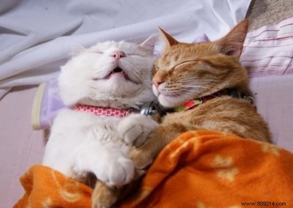 30 Heartwarming Photos of Pets Caught Cuddling – Pure Joy for Animal Lovers