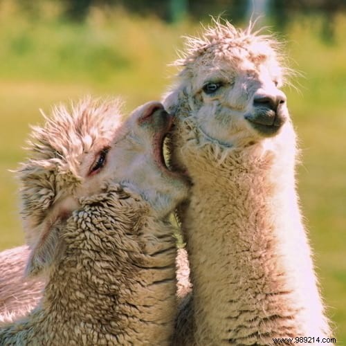 30 Heartwarming Photos of Pets Caught Cuddling – Pure Joy for Animal Lovers