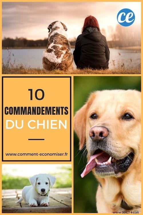 10 Essential Dog Commandments Every Responsible Owner Must Follow