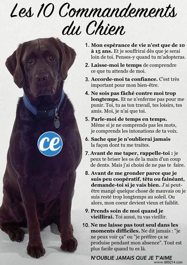 10 Essential Dog Commandments Every Responsible Owner Must Follow