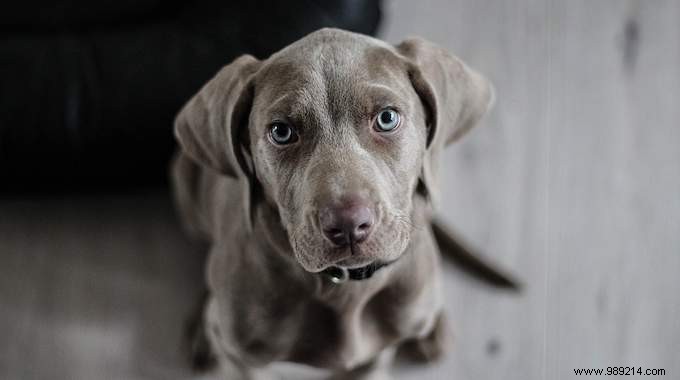 10 Essential Dog Commandments Every Responsible Owner Must Follow