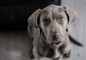 10 Essential Dog Commandments Every Responsible Owner Must Follow