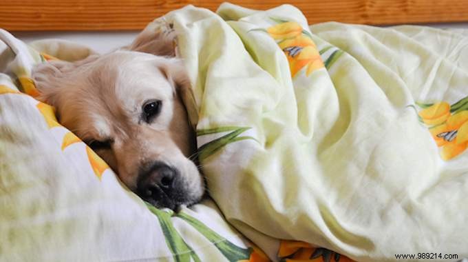 5 Science-Backed Reasons to Sleep with Your Dog for Better Health and Rest