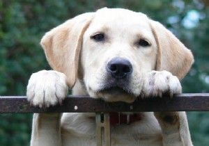 Dog Years to Human Years: Accurate Age Conversion Chart for Large Breeds