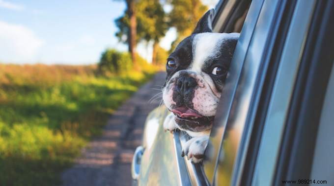 6 Expert Tips for a Safe and Stress-Free Road Trip with Your Dog