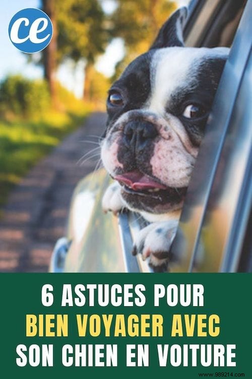 6 Expert Tips for a Safe and Stress-Free Road Trip with Your Dog