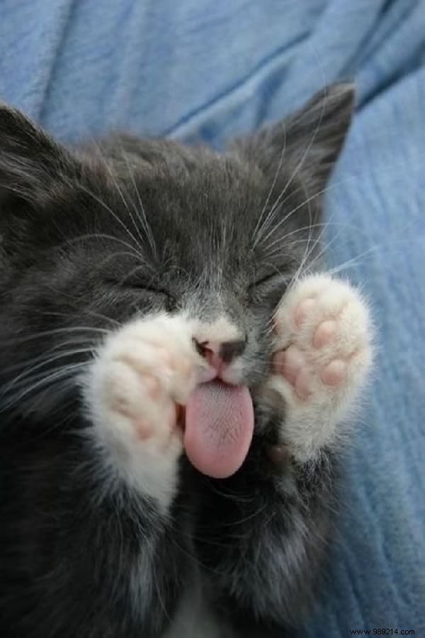 31 Hilarious Photos of Cats Sleeping in Absurd Positions – Instant Mood Booster