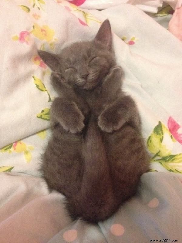 31 Hilarious Photos of Cats Sleeping in Absurd Positions – Instant Mood Booster