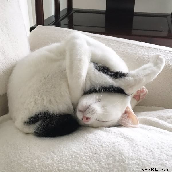 31 Hilarious Photos of Cats Sleeping in Absurd Positions – Instant Mood Booster