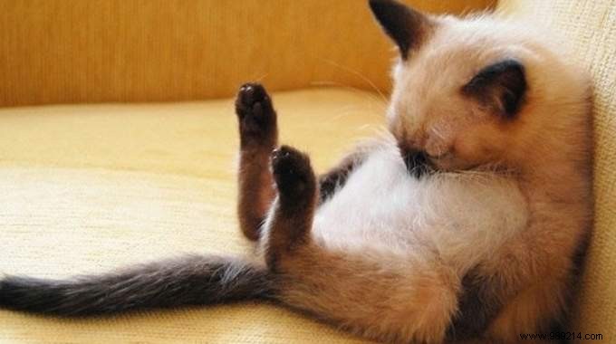 31 Hilarious Photos of Cats Sleeping in Absurd Positions – Instant Mood Booster