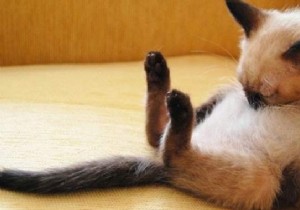 31 Hilarious Photos of Cats Sleeping in Absurd Positions – Instant Mood Booster
