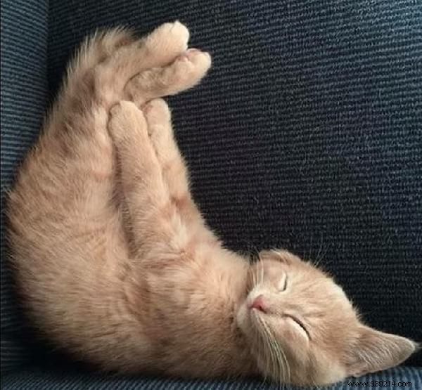 31 Hilarious Photos of Cats Sleeping in Absurd Positions – Instant Mood Booster