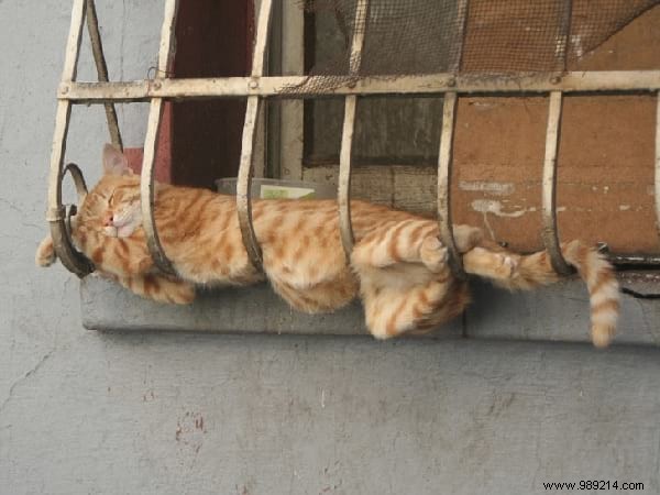 31 Hilarious Photos of Cats Sleeping in Absurd Positions – Instant Mood Booster