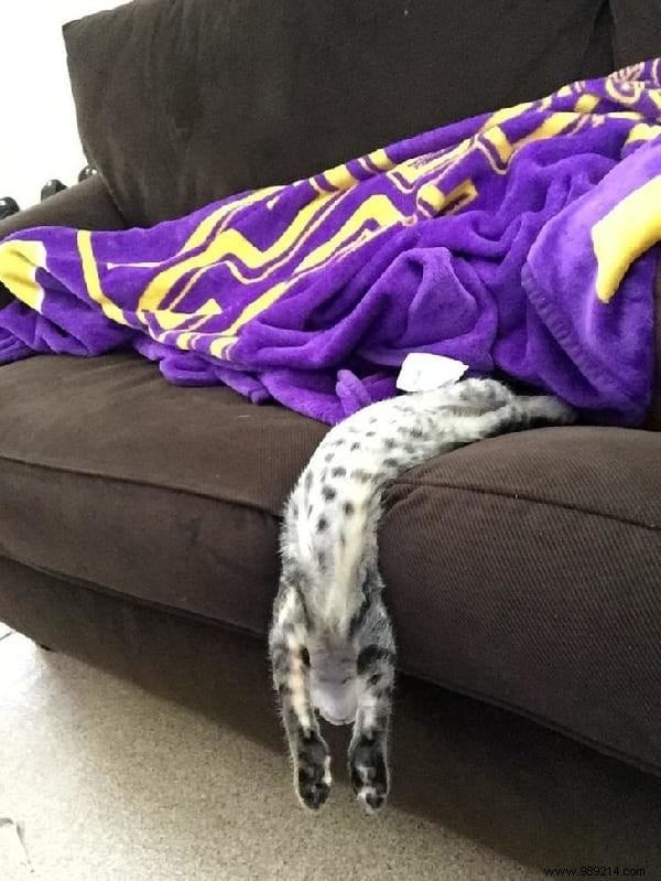 31 Hilarious Photos of Cats Sleeping in Absurd Positions – Instant Mood Booster