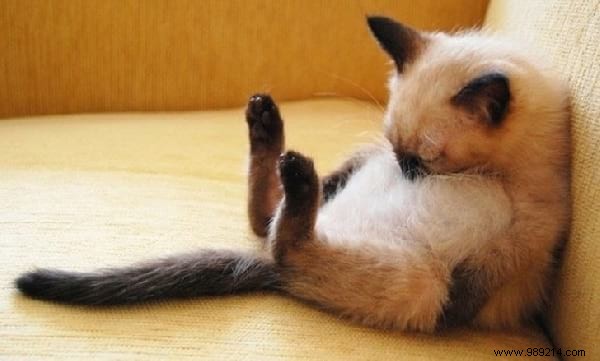 31 Hilarious Photos of Cats Sleeping in Absurd Positions – Instant Mood Booster