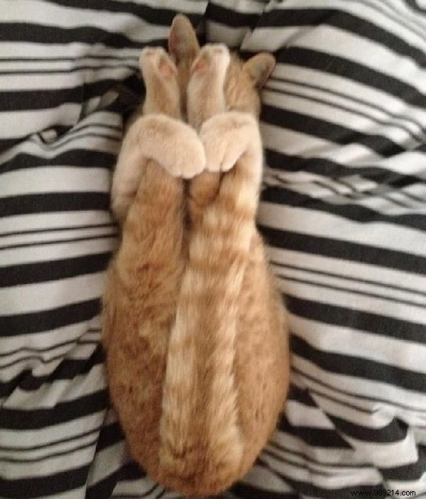 31 Hilarious Photos of Cats Sleeping in Absurd Positions – Instant Mood Booster