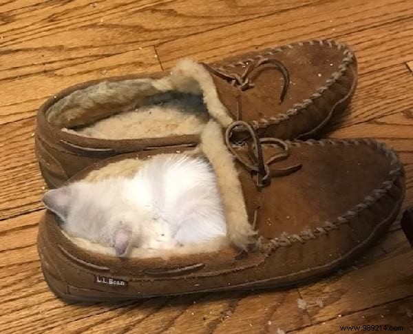 31 Hilarious Photos of Cats Sleeping in Absurd Positions – Instant Mood Booster