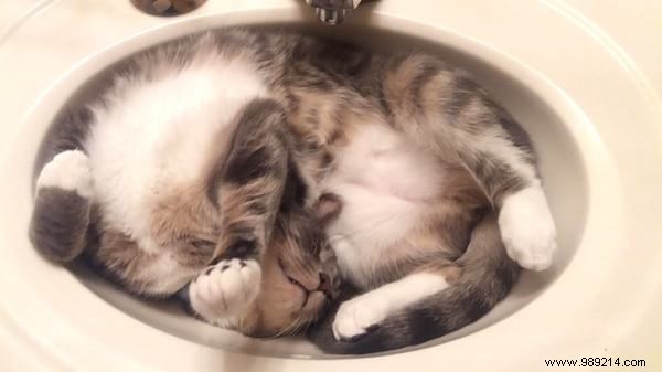 31 Hilarious Photos of Cats Sleeping in Absurd Positions – Instant Mood Booster