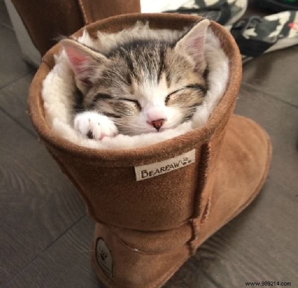 31 Hilarious Photos of Cats Sleeping in Absurd Positions – Instant Mood Booster