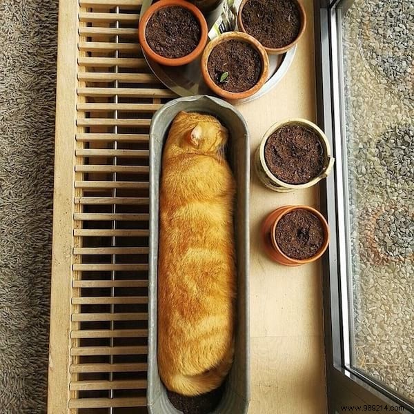 31 Hilarious Photos of Cats Sleeping in Absurd Positions – Instant Mood Booster