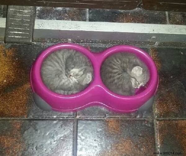 31 Hilarious Photos of Cats Sleeping in Absurd Positions – Instant Mood Booster