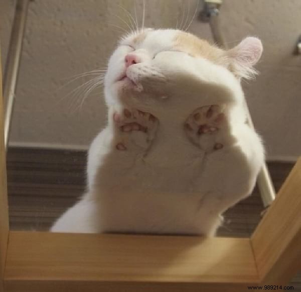 31 Hilarious Photos of Cats Sleeping in Absurd Positions – Instant Mood Booster