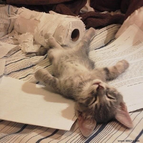 31 Hilarious Photos of Cats Sleeping in Absurd Positions – Instant Mood Booster
