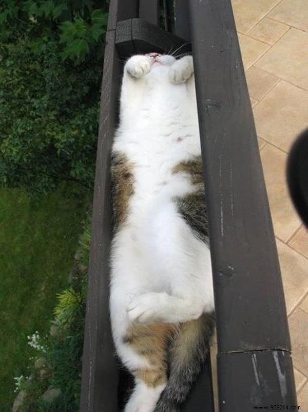 31 Hilarious Photos of Cats Sleeping in Absurd Positions – Instant Mood Booster